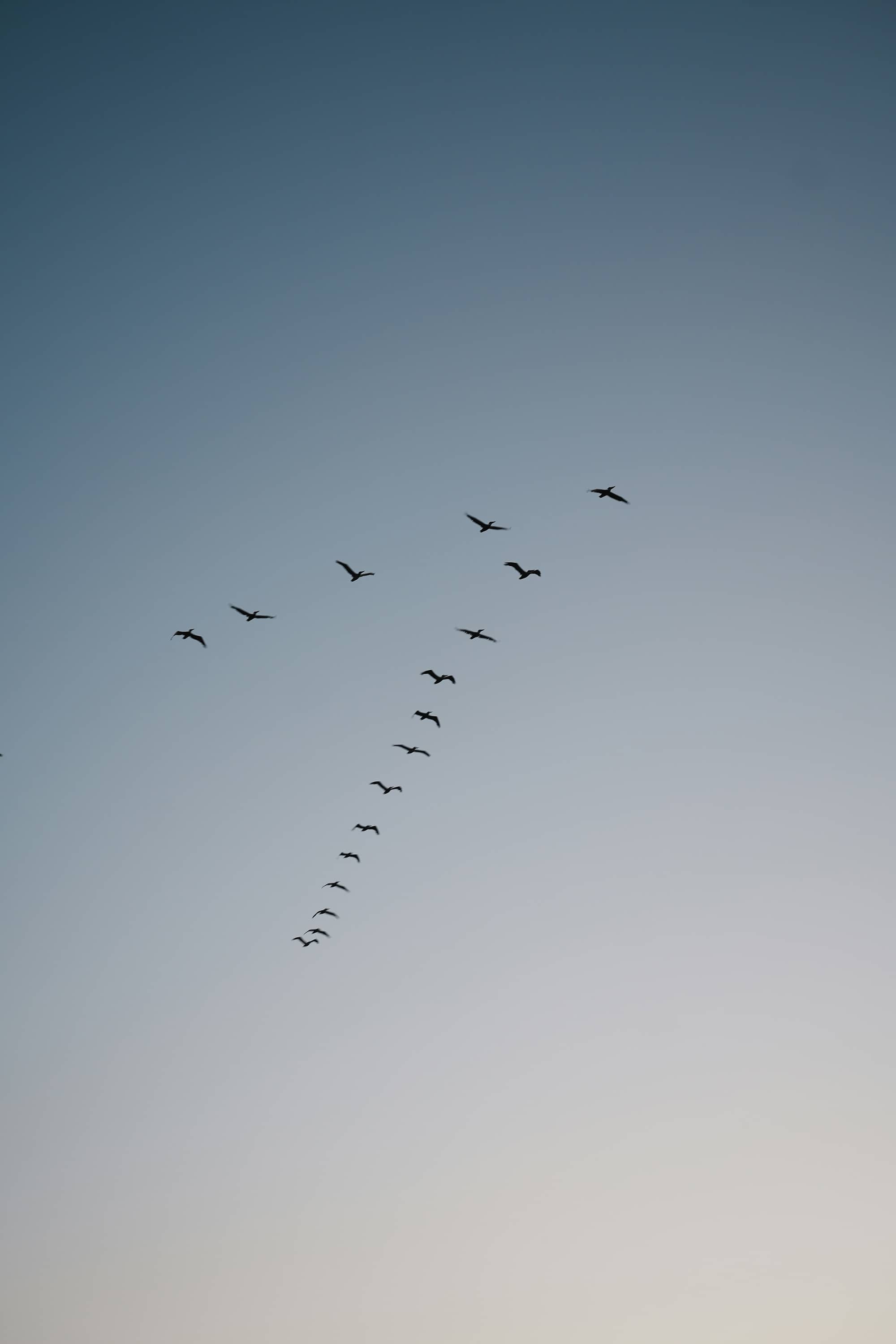 Σμήνος πουλιών πετάει ομαδικά στον ουρανό, σε ομιχλώδες τοπίο